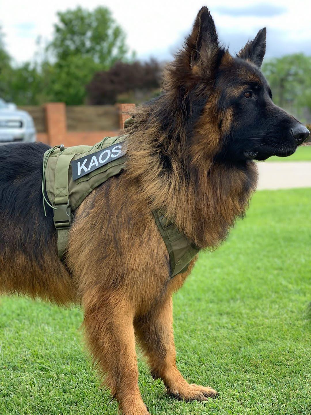 German shepherd military top harness