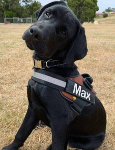 ORIGINAL HARNESS