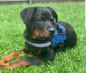 ORIGINAL HARNESS