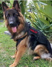Load image into Gallery viewer, MILITARY HARNESS